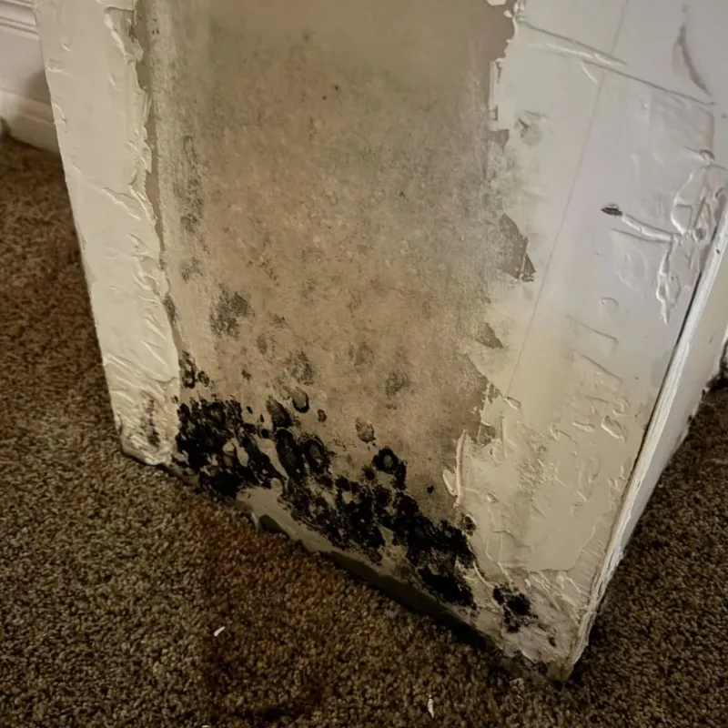 Professional Mold Removal in East Troy, WI